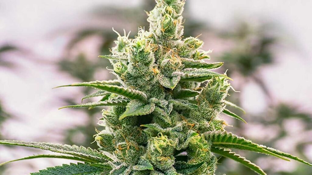 marijuana flower, cannabis flower